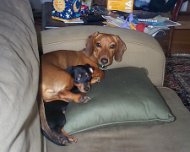 Pals