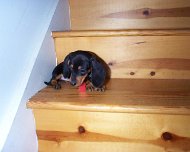 ScaredyDog